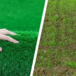 No More Mud, Weeds, or Pests: How Artificial Grass Solves Common Lawn Problems