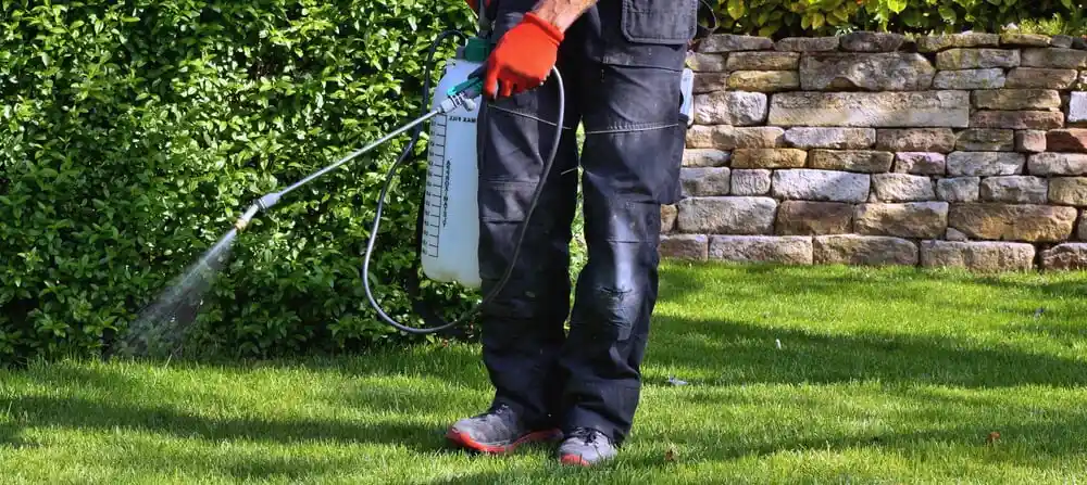 Man spraying weed control chemicals on natural grass lawn with protective gloves in a backyard garden.