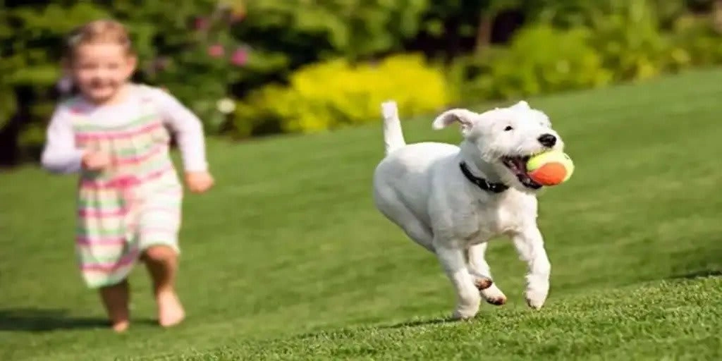 Child running and dog playing with a ball on a safe, pet-friendly artificial grass lawn.