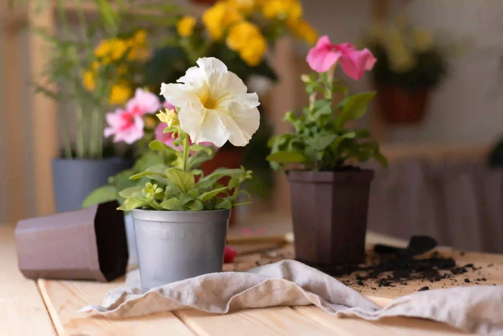 beautiful-flowers-for garden