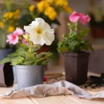 beautiful-flowers-for garden