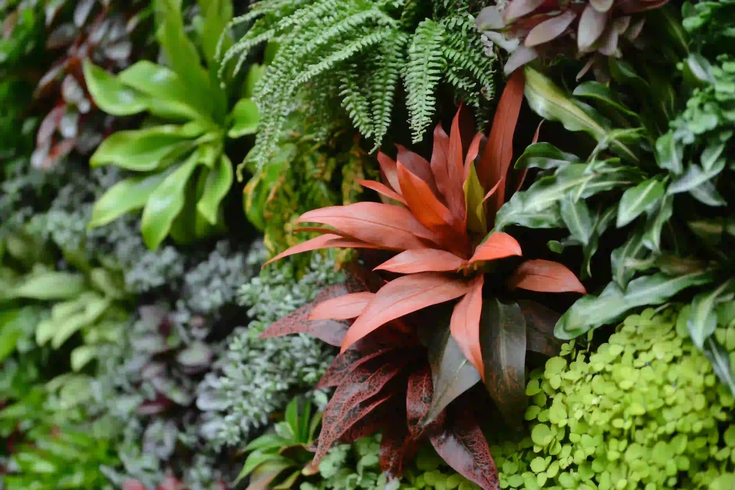 lush-green red-plant-foliage-