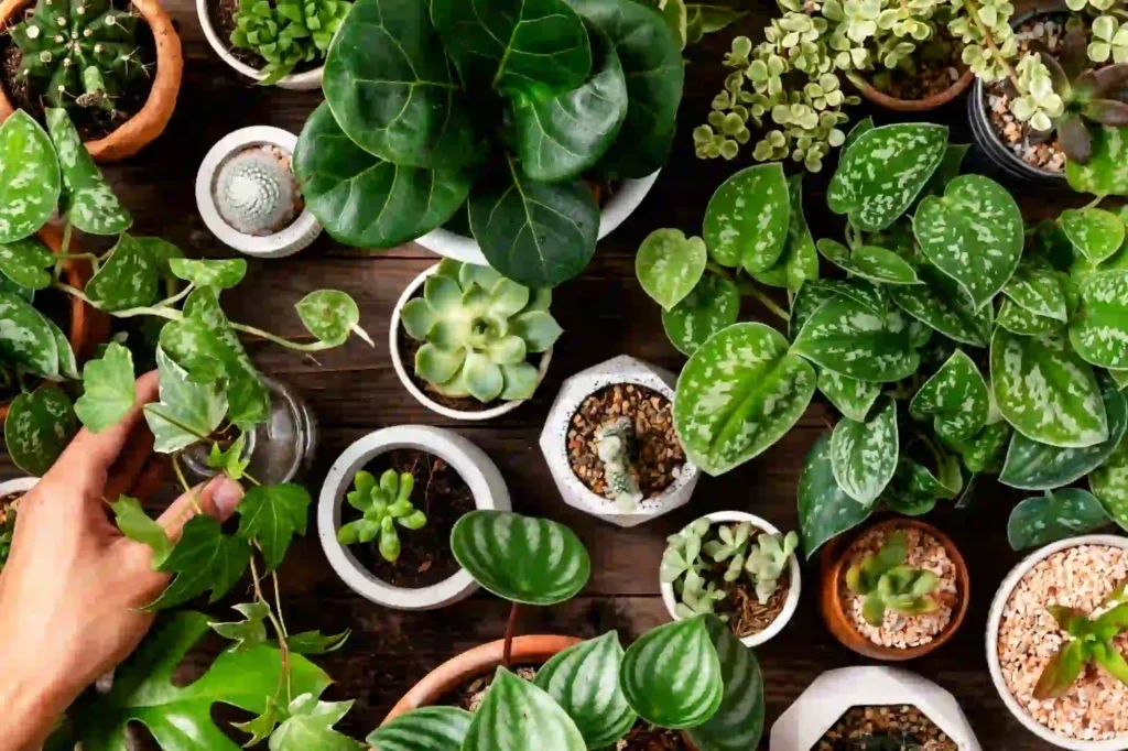 plants and flowers