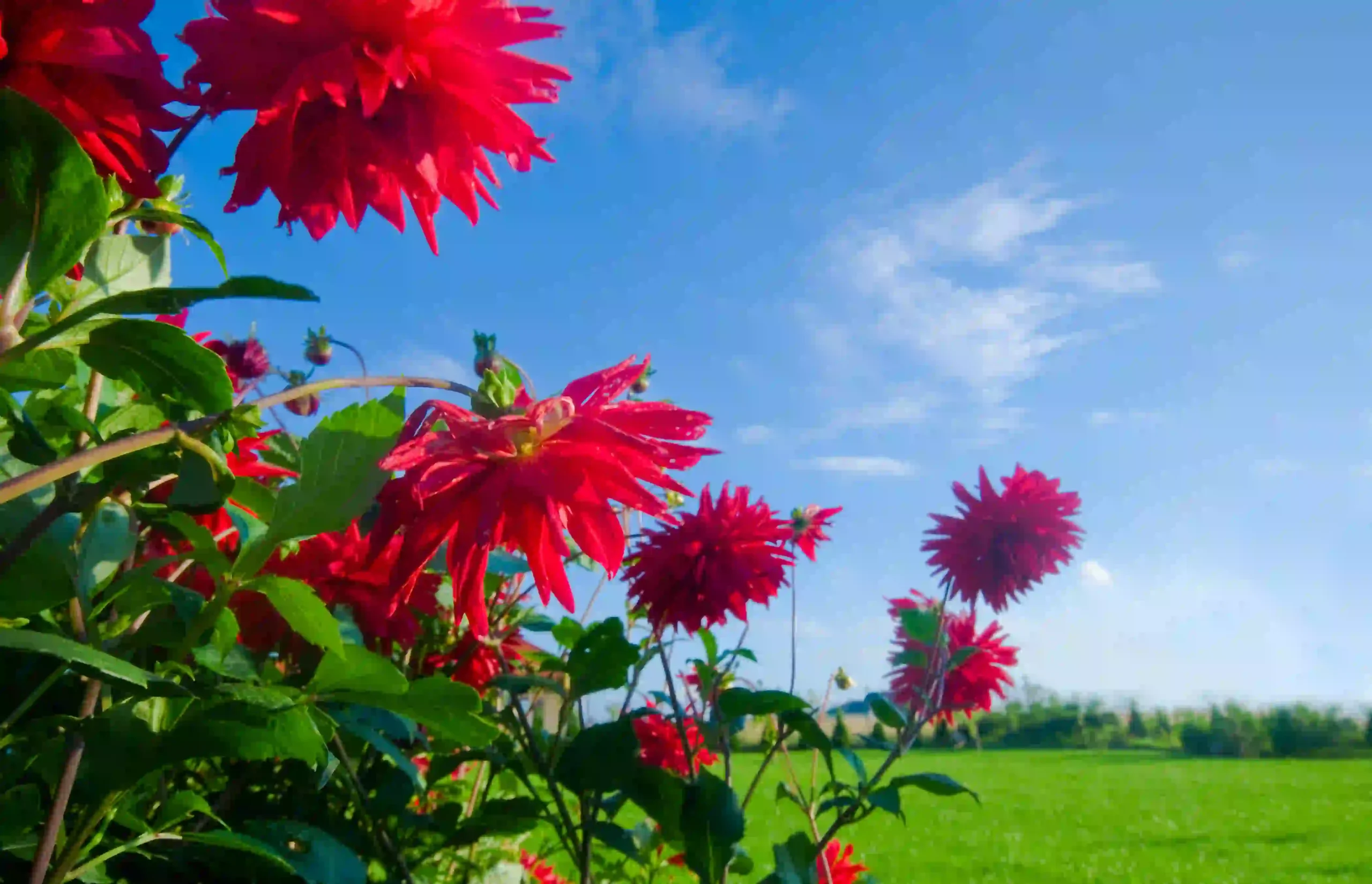 red-flowers