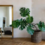 room-decor-mirror