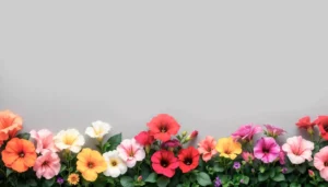 summer-flowers