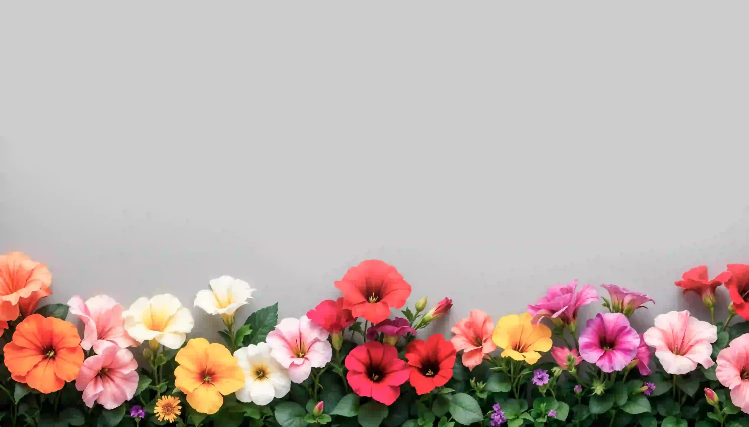 summer-flowers
