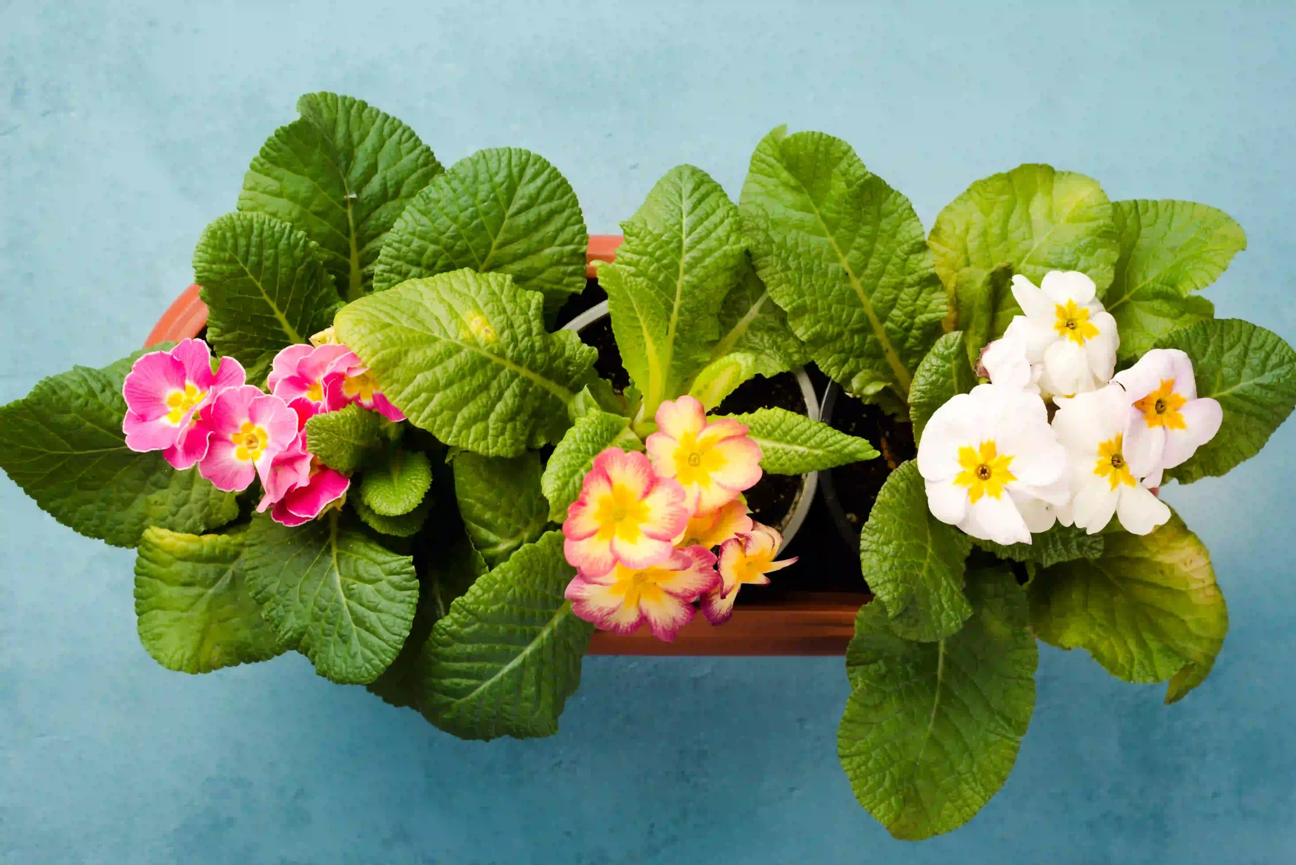 top-view-flowers-pots