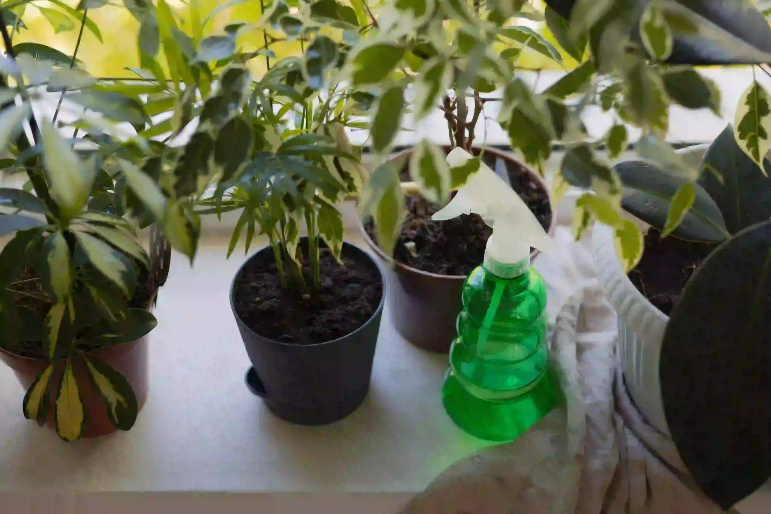 air purifying plant