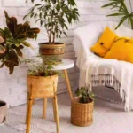 Calming Room Design with Plants