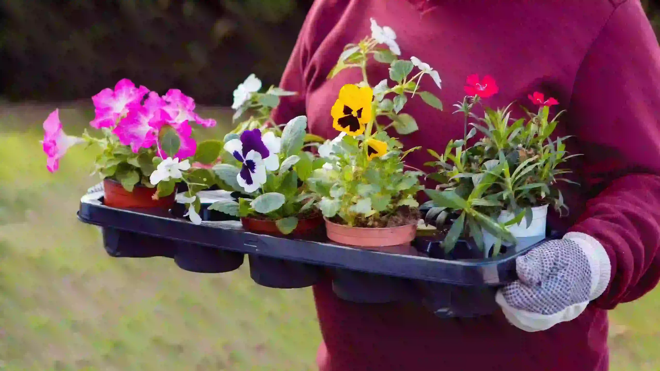 gardener flower