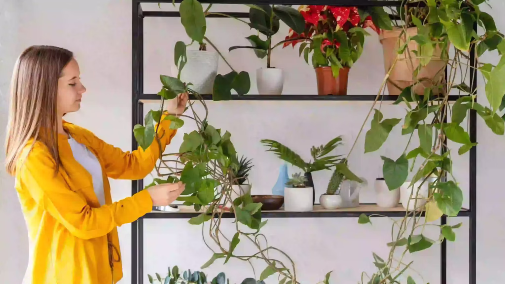 hanging indoor plant