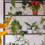 hanging indoor plant
