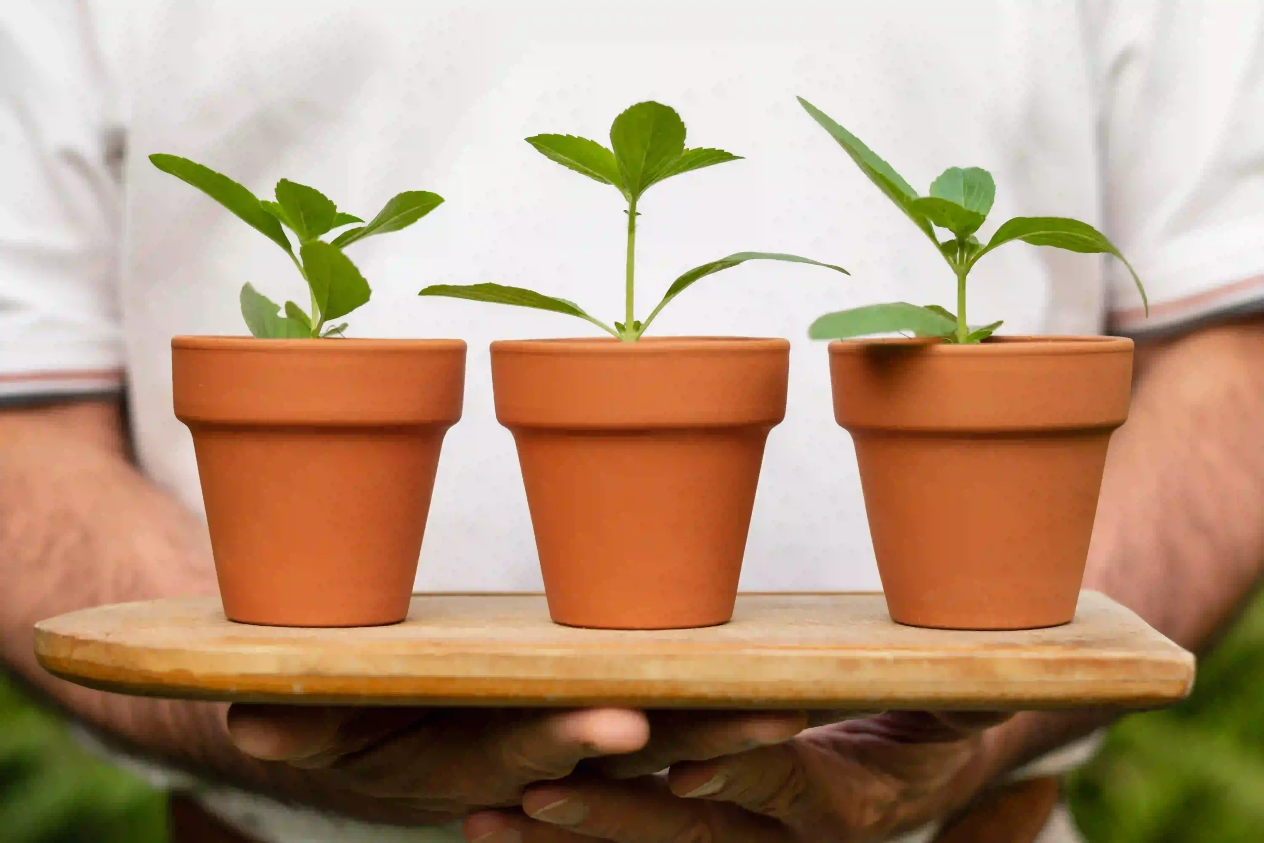 herbal pots