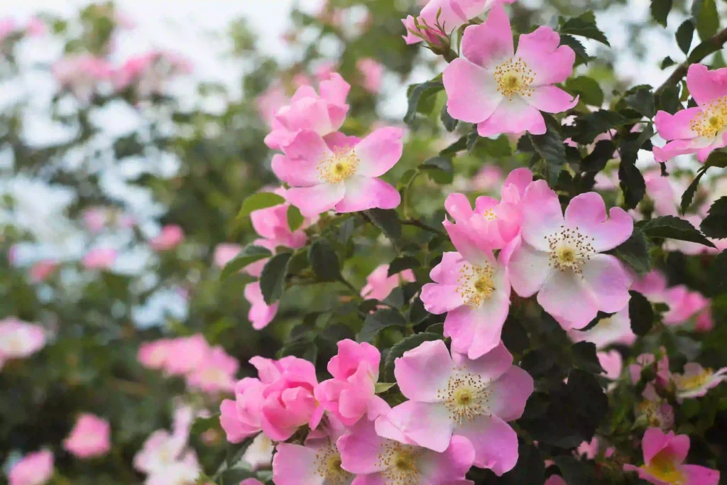 indoor flowers