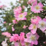 indoor flowers