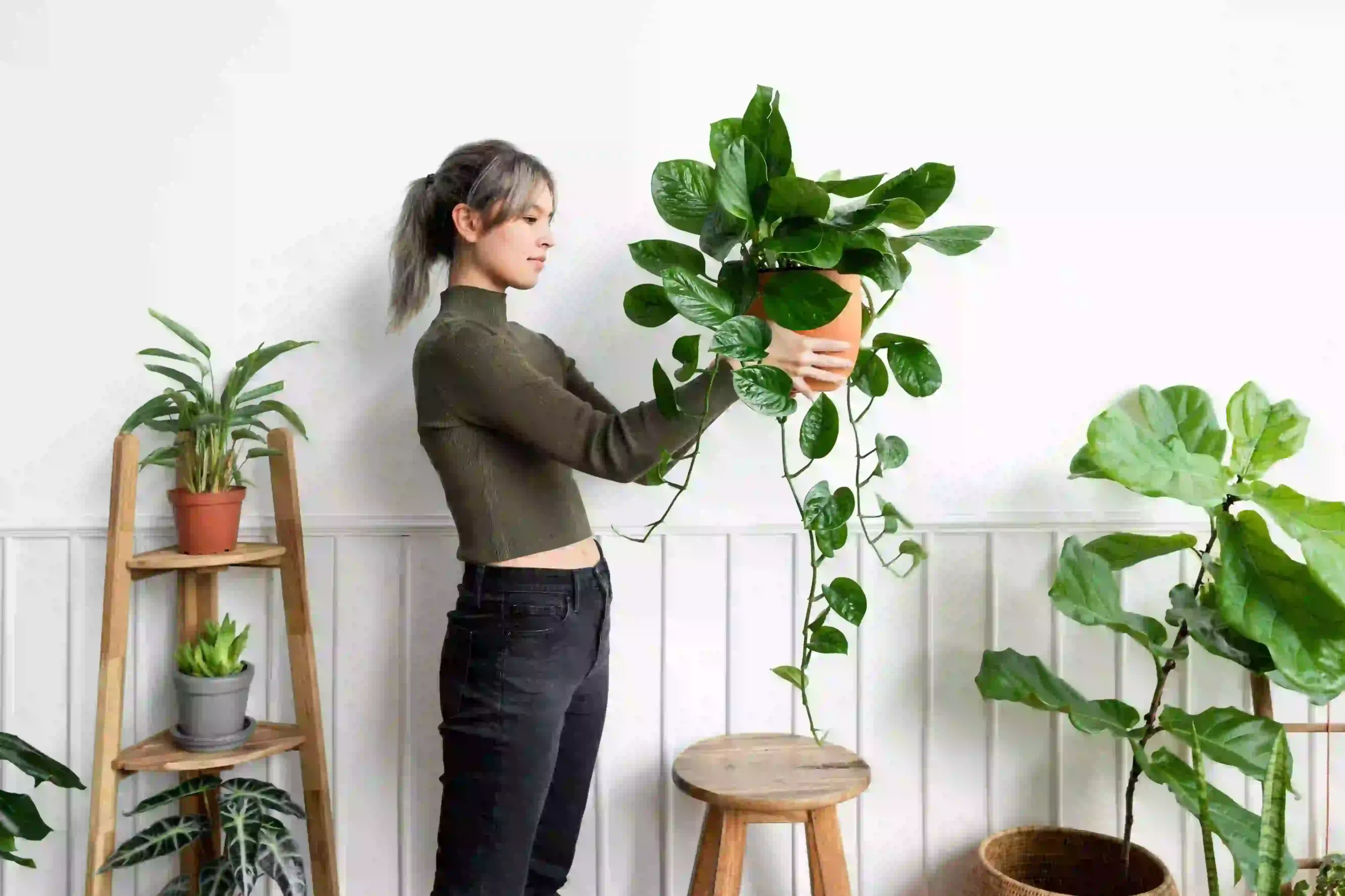 indoor plants