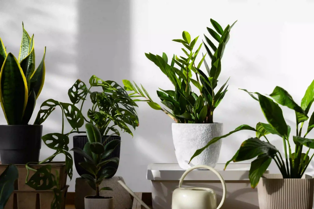 indoor-plants