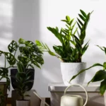 indoor-plants