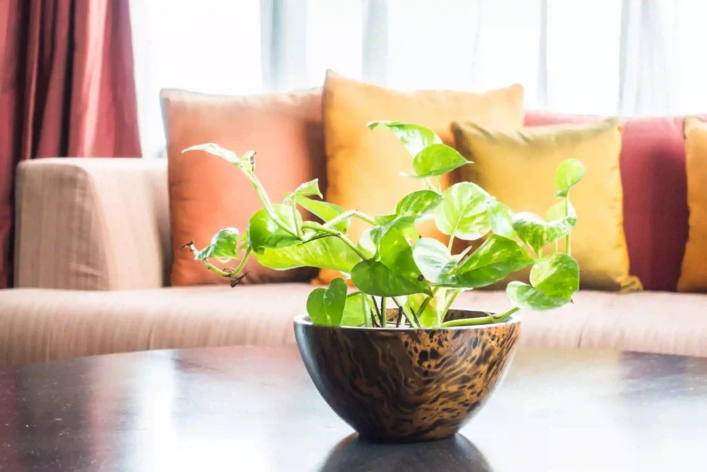 plant-for-oxygen