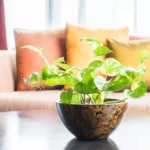 plant-for-oxygen