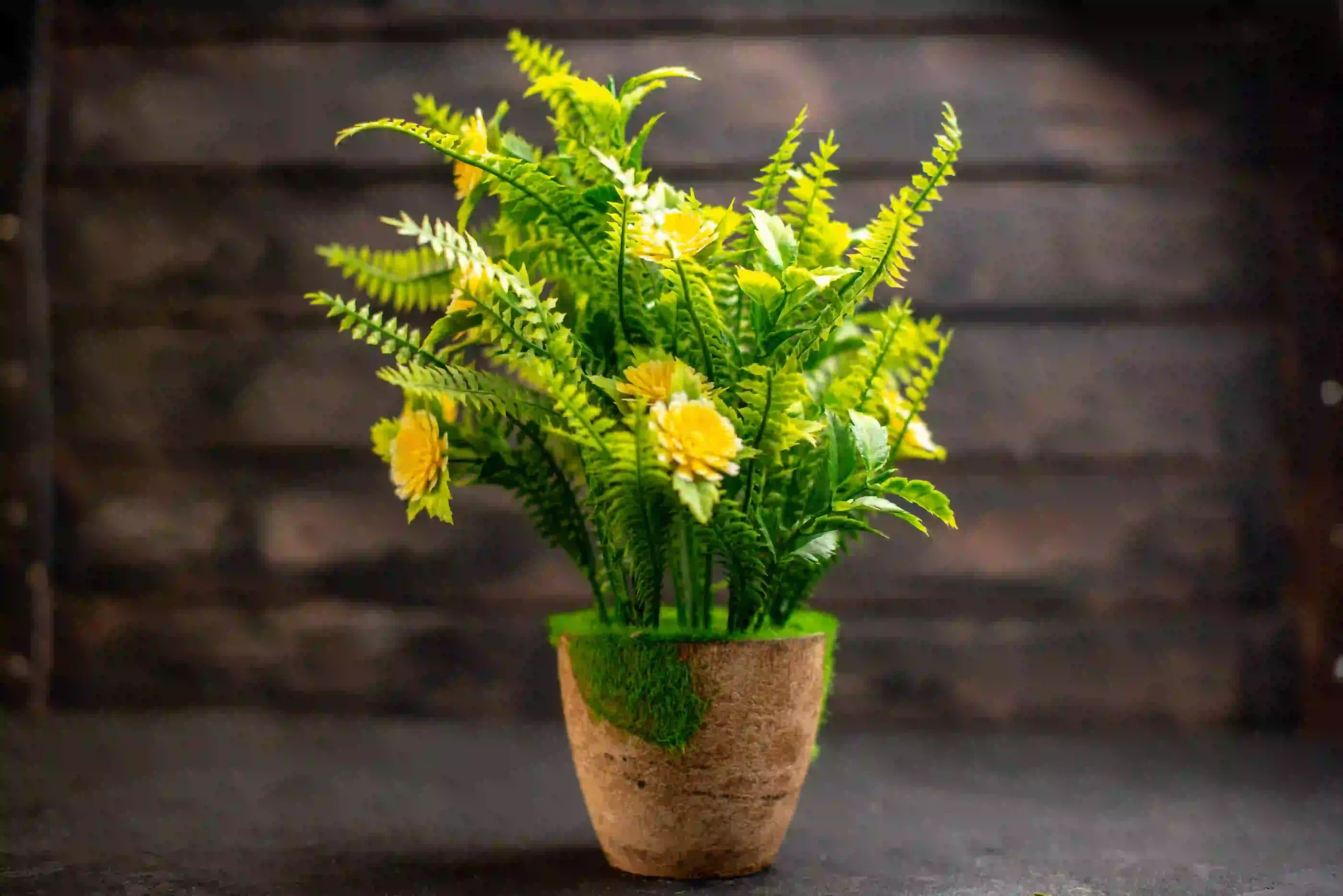 plant-wooden