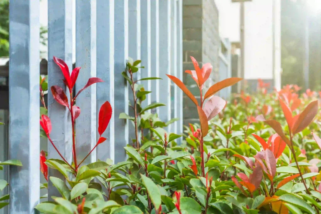 plants and flowers-green