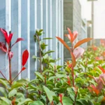 plants and flowers-green