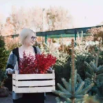 seasonal plant