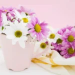 springtime flowers