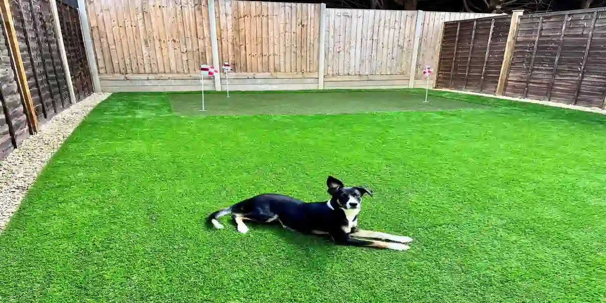 Dog lying on a bright green artificial grass lawn in a fenced backyard with small putting green flags in the background.